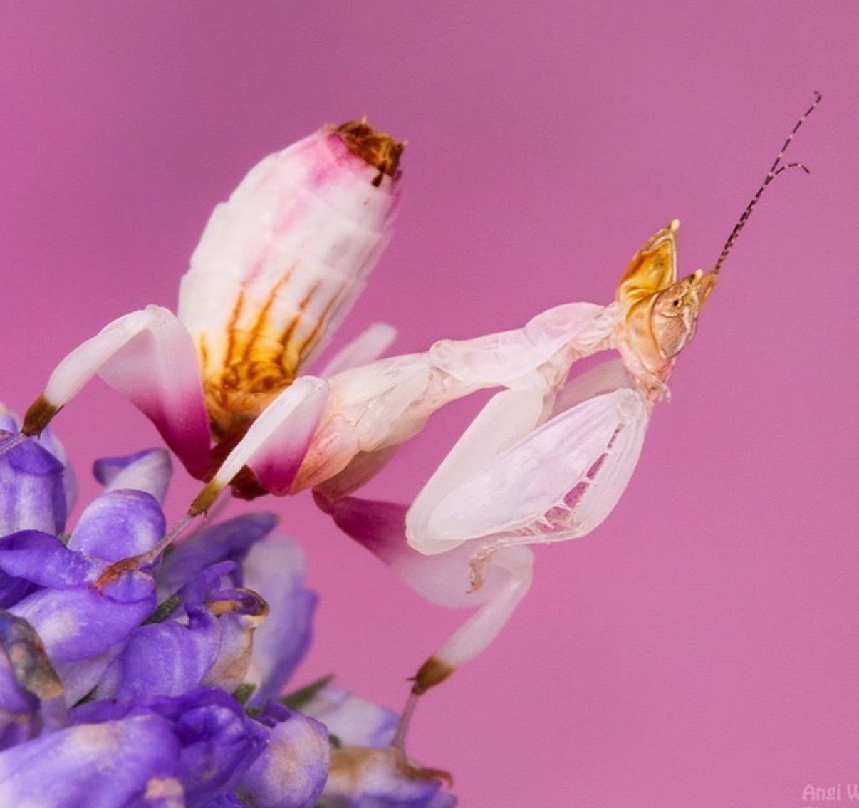 Orchid Mantis  (Hymenopus coronatus) - i2 / Currently taking Preorders to Ship the Week of February 1st 2025