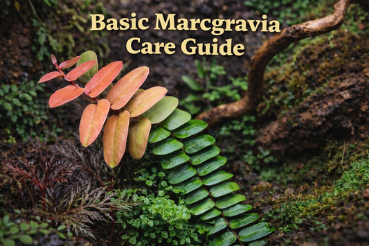 Basic Marcgravia Care Guide