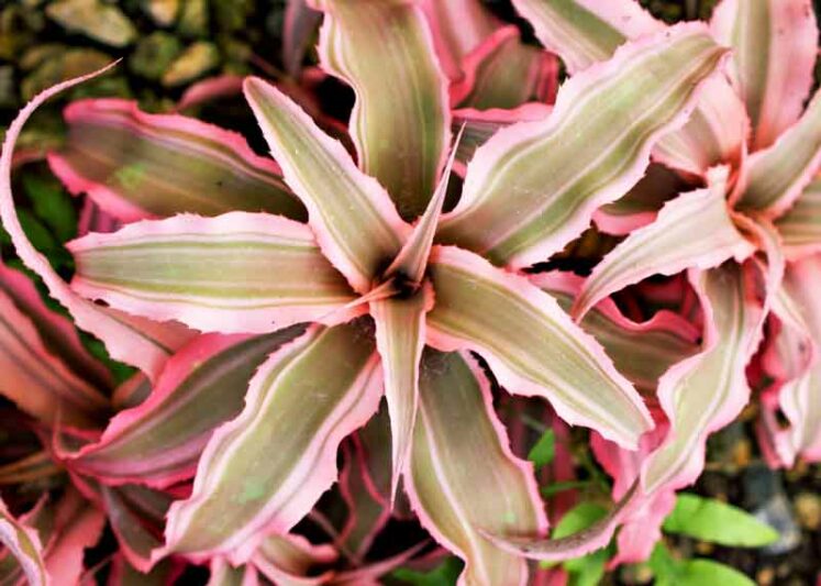 3" Earth Star Bromeliad (Cryptanthus Bivattatus)