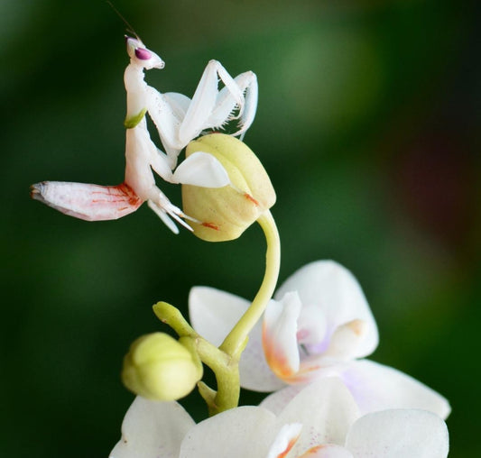 Orchid Mantis  (Hymenopus coronatus) - i2 / Currently taking Preorders to Ship the Week of February 1st 2025