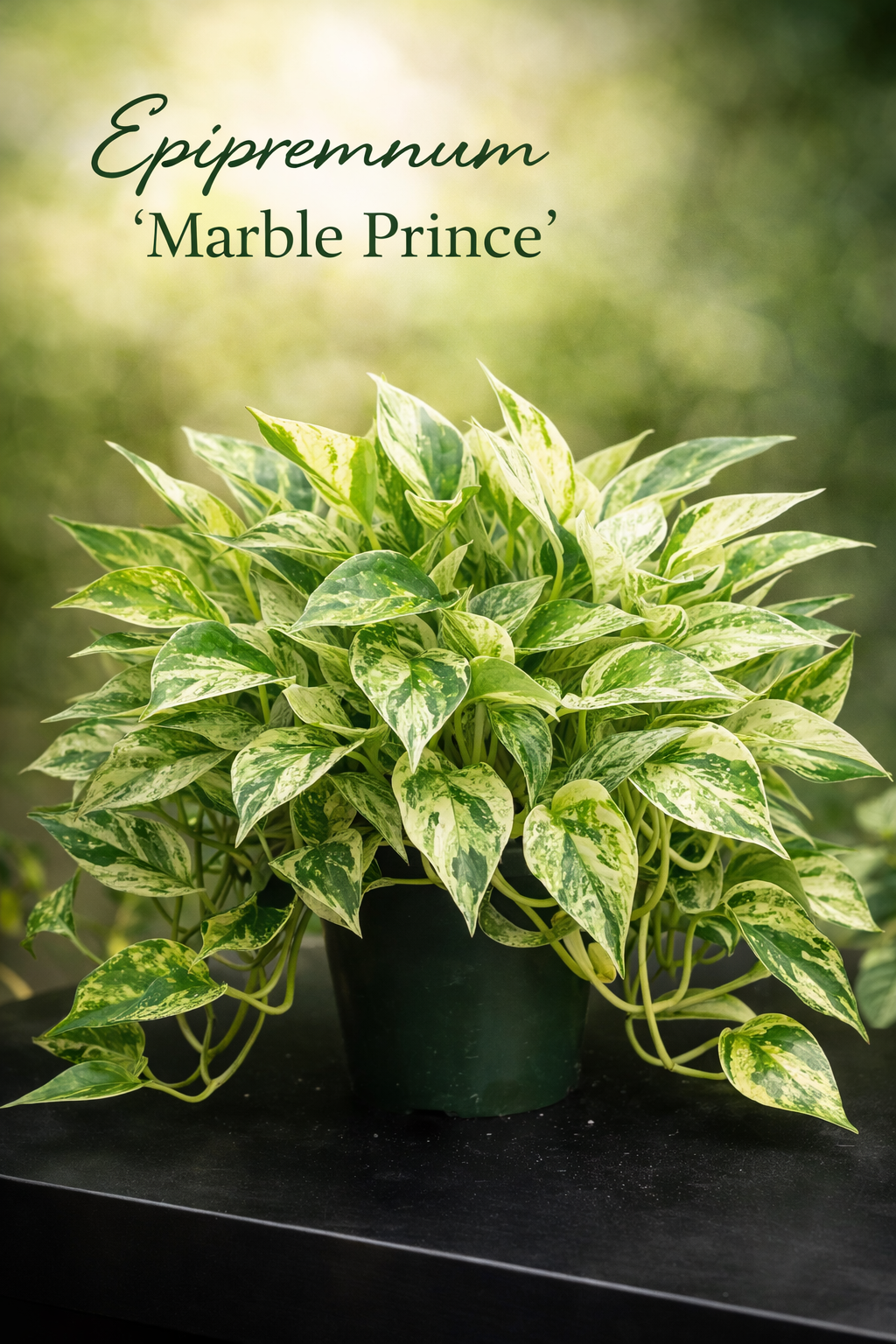 Epipremnum Marble Prince 3" Potted Plant