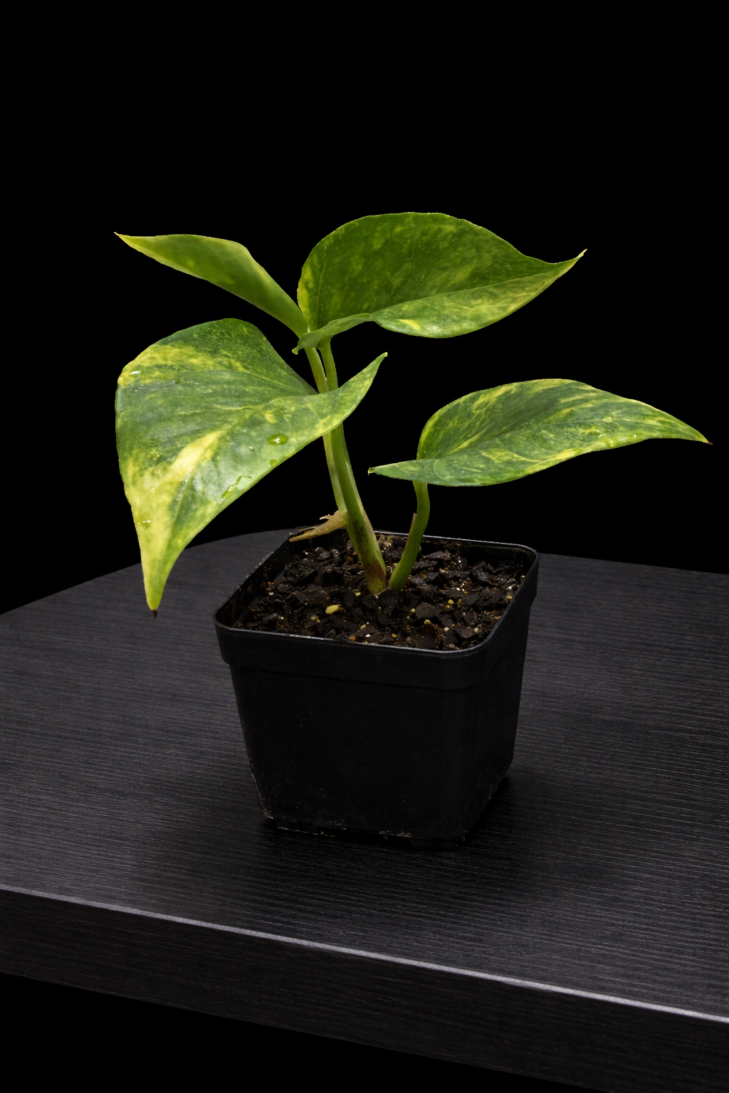 Epipremnum aureum ‘Neon Queen’ 3" Potted Plant