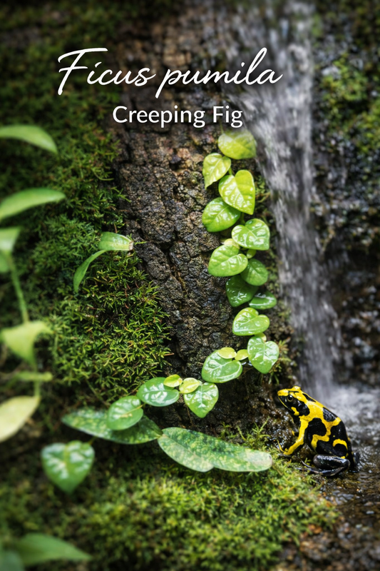 Ficus Pumila (Creeping Fig) Plug