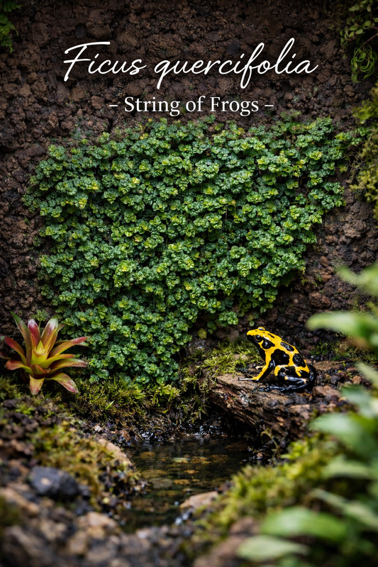 Ficus Quercifolia (String of Frogs/ Oak Leaf Fig) Plug