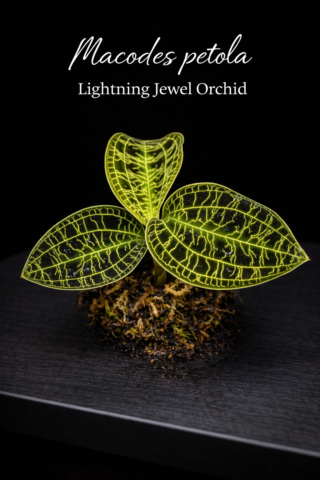Macodes petola (Lightning Jewel Orchid)