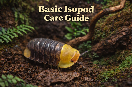 Basic Isopod Care Guide
