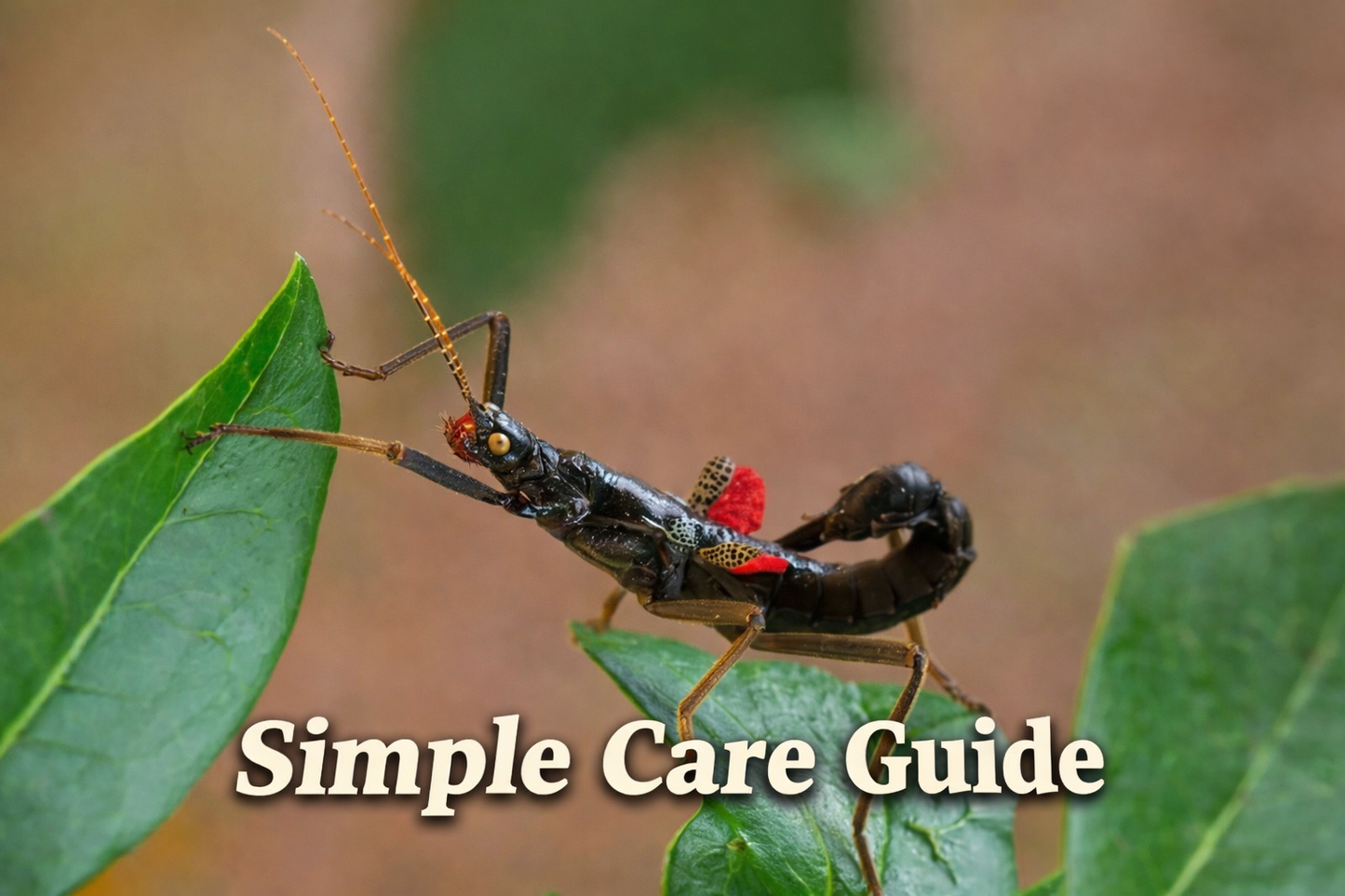 Peruphasma schultei - Black Beauty Stick Insect Care Guide
