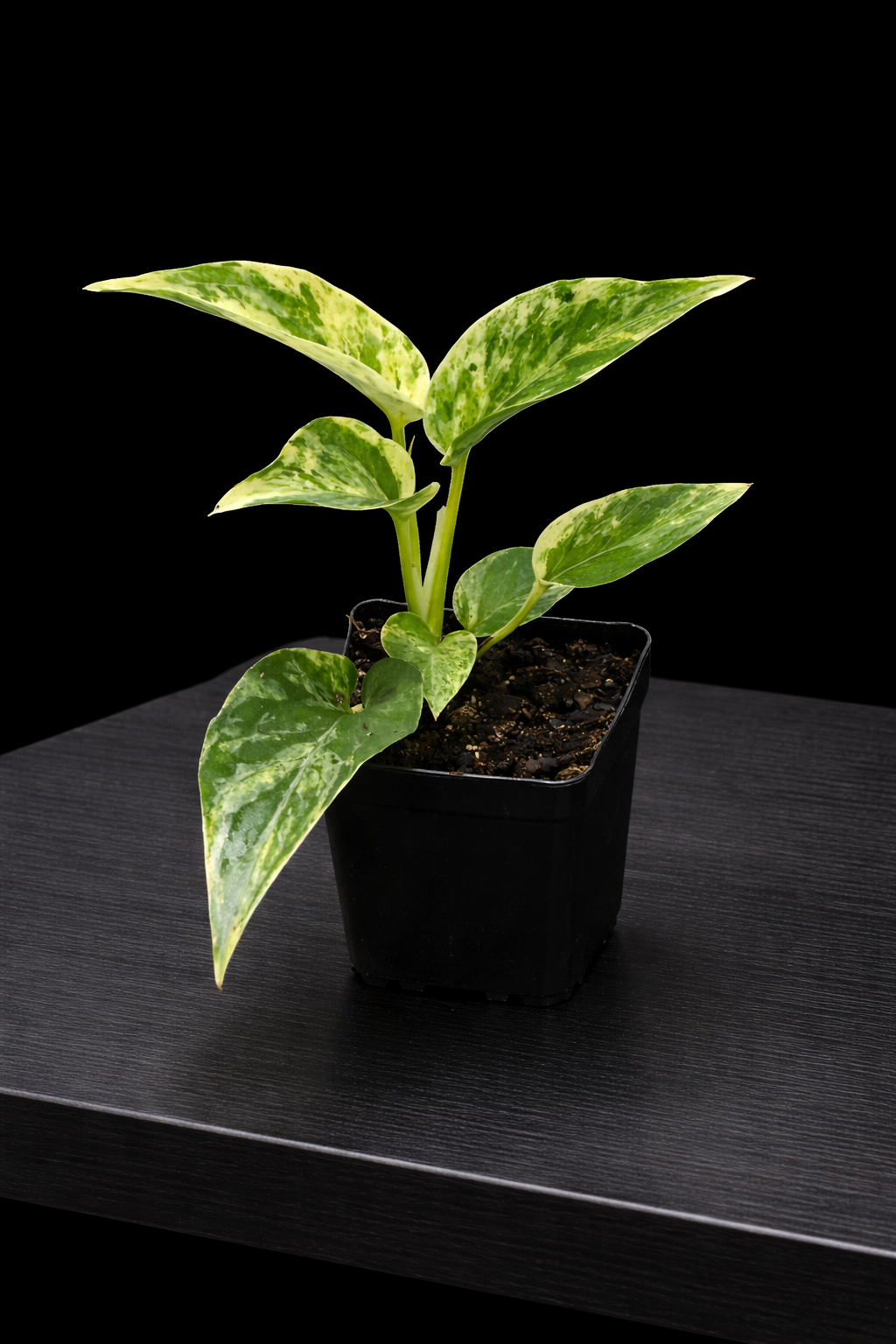 Epipremnum Marble Prince 3" Potted Plant