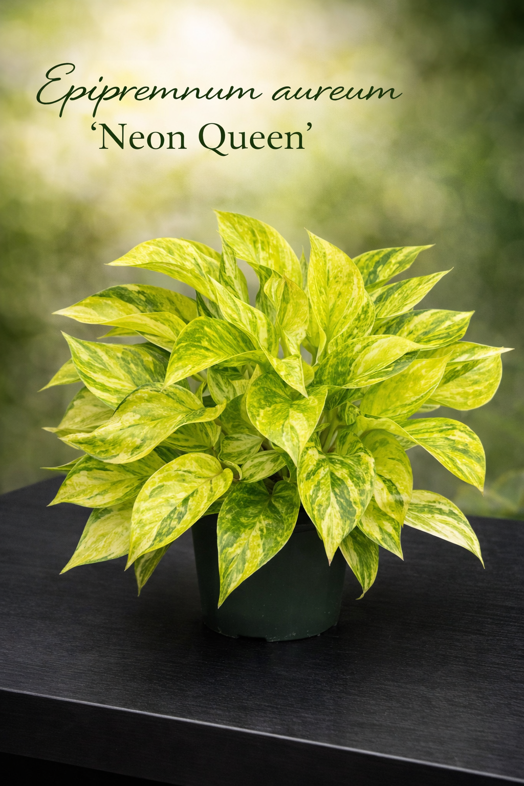 Epipremnum aureum ‘Neon Queen’ 3" Potted Plant