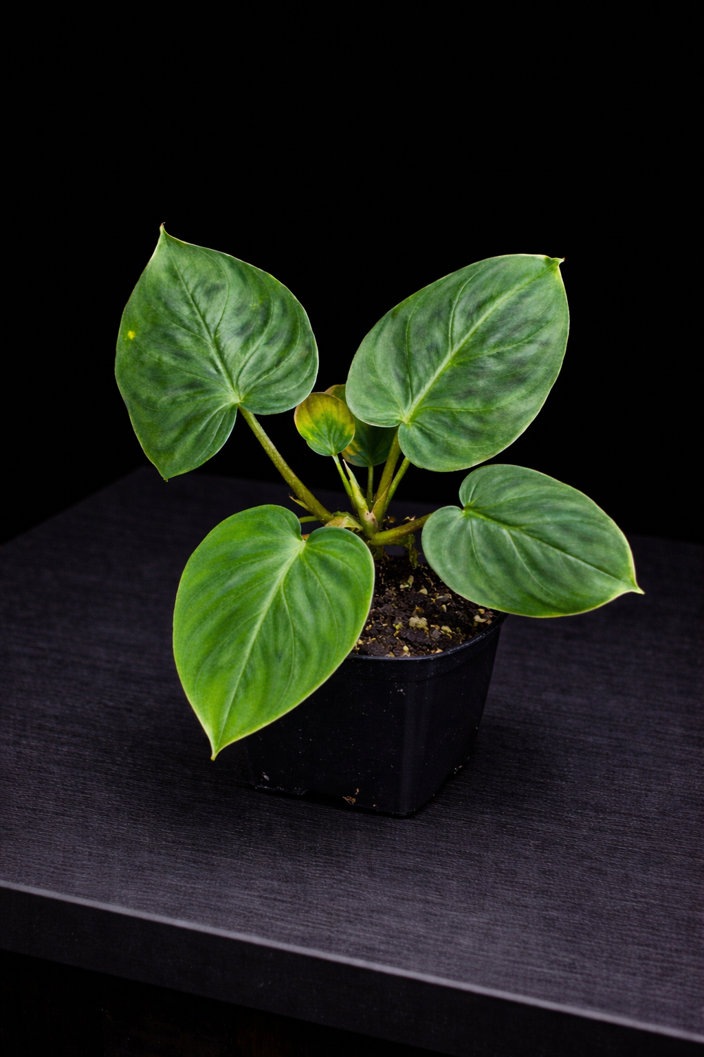 Philodendron Verrucosum 'Mini' 4" Potted Plant