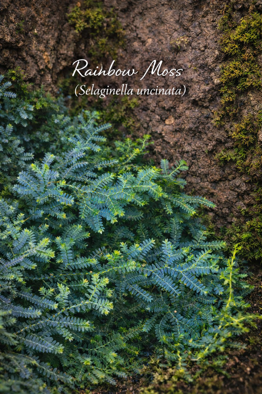 Rainbow Moss (Selaginella uncinata) Rooted Cutting
