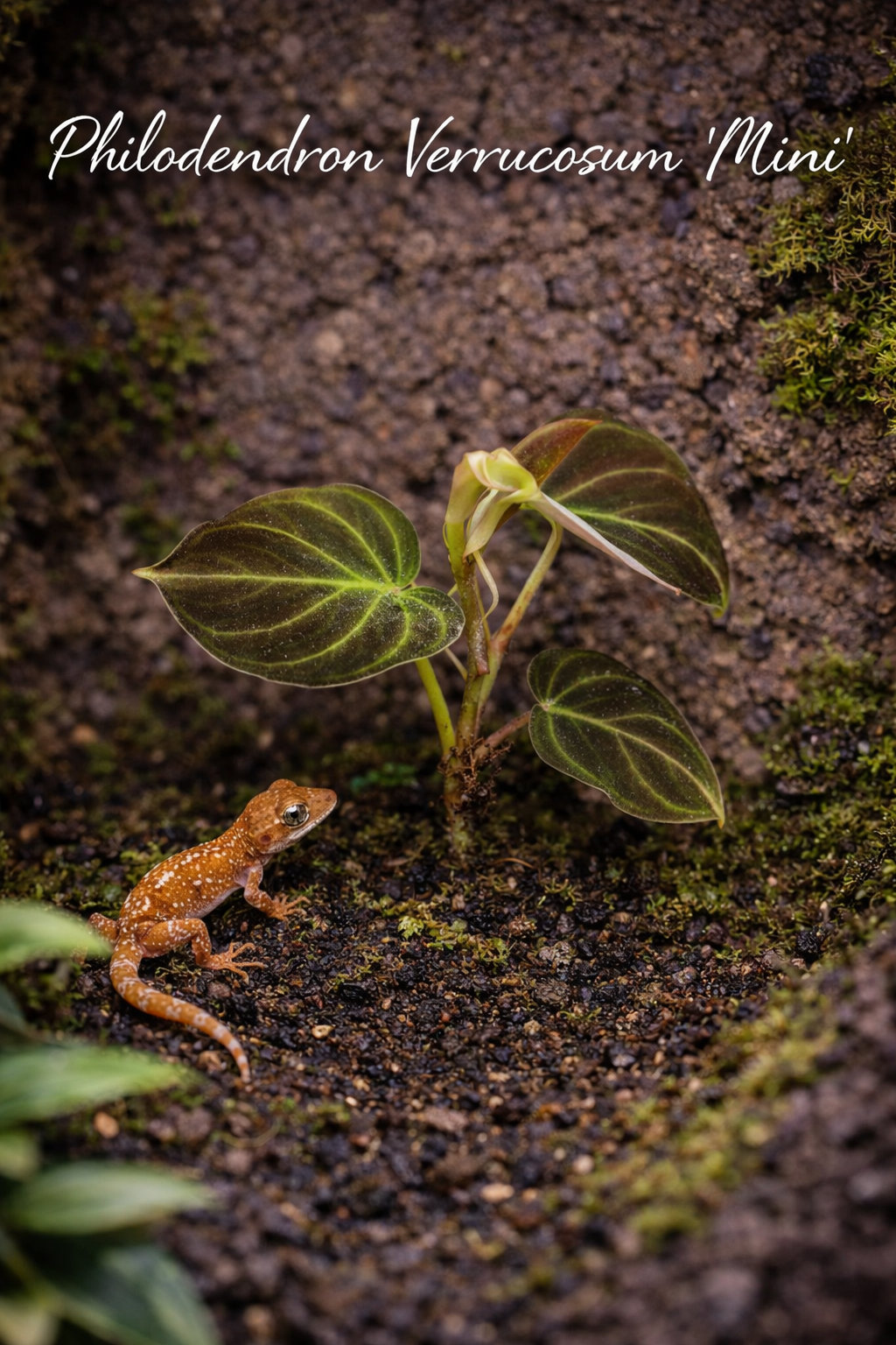 Philodendron Verrucosum 'Mini' 4" Potted Plant