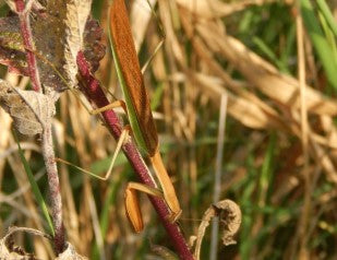 Chinese Praying Mantis (Tenodera sinensis) i2/i3