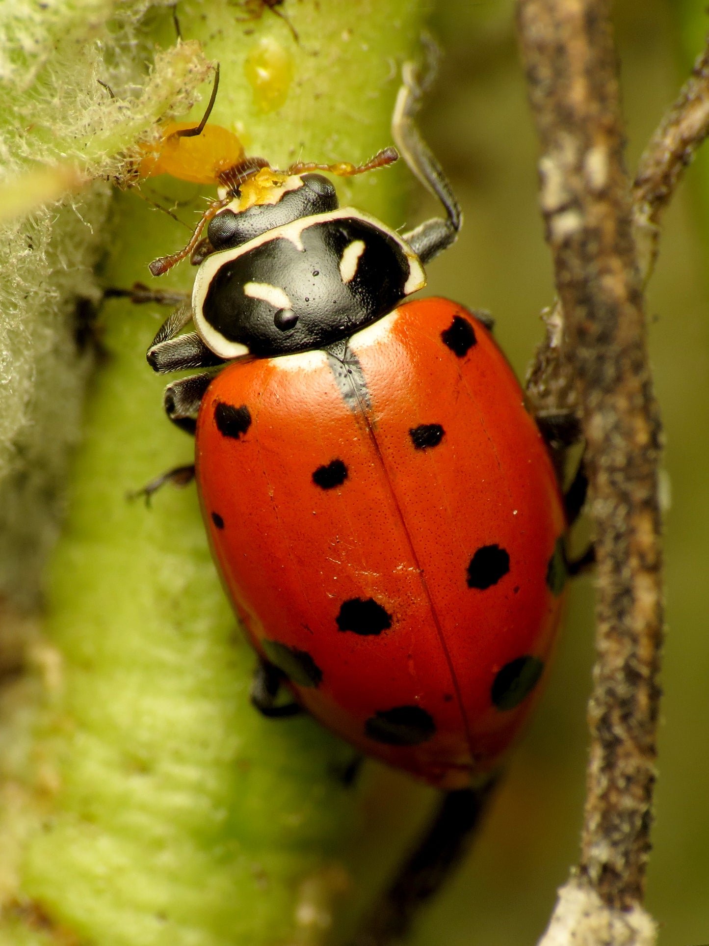 150 Native Ladybugs (Hippodamia convergens)