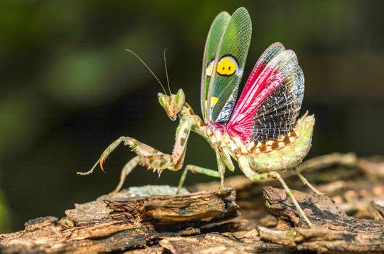 Creobroter gemmatus – Jeweled Flower Mantis - i3/i4