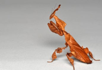 Ghost Mantis  (Phyllocrania paradoxa) - i3/i4