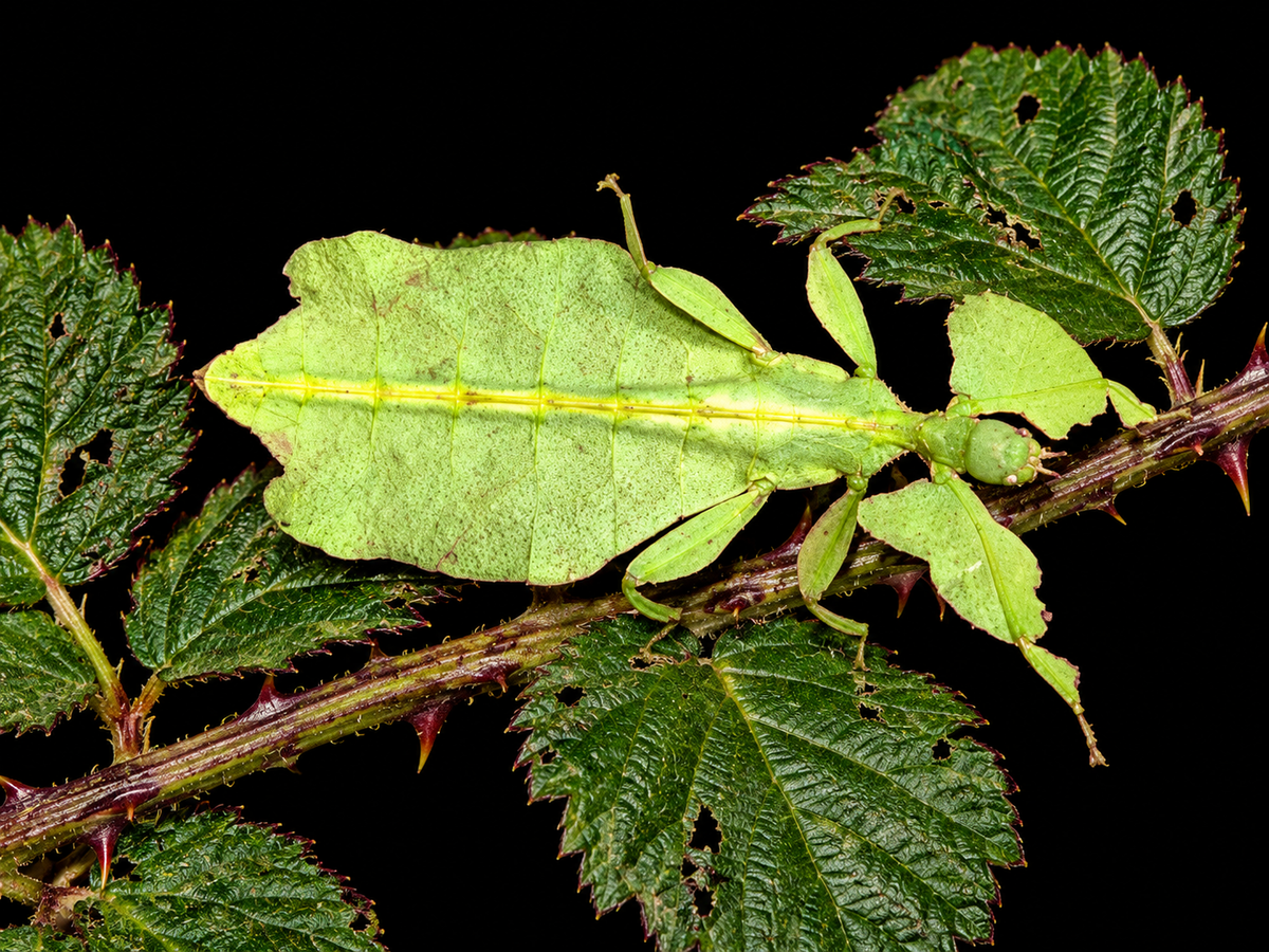 Giant Malaysian Leaf Insect (Pulchriphyllium giganteum)