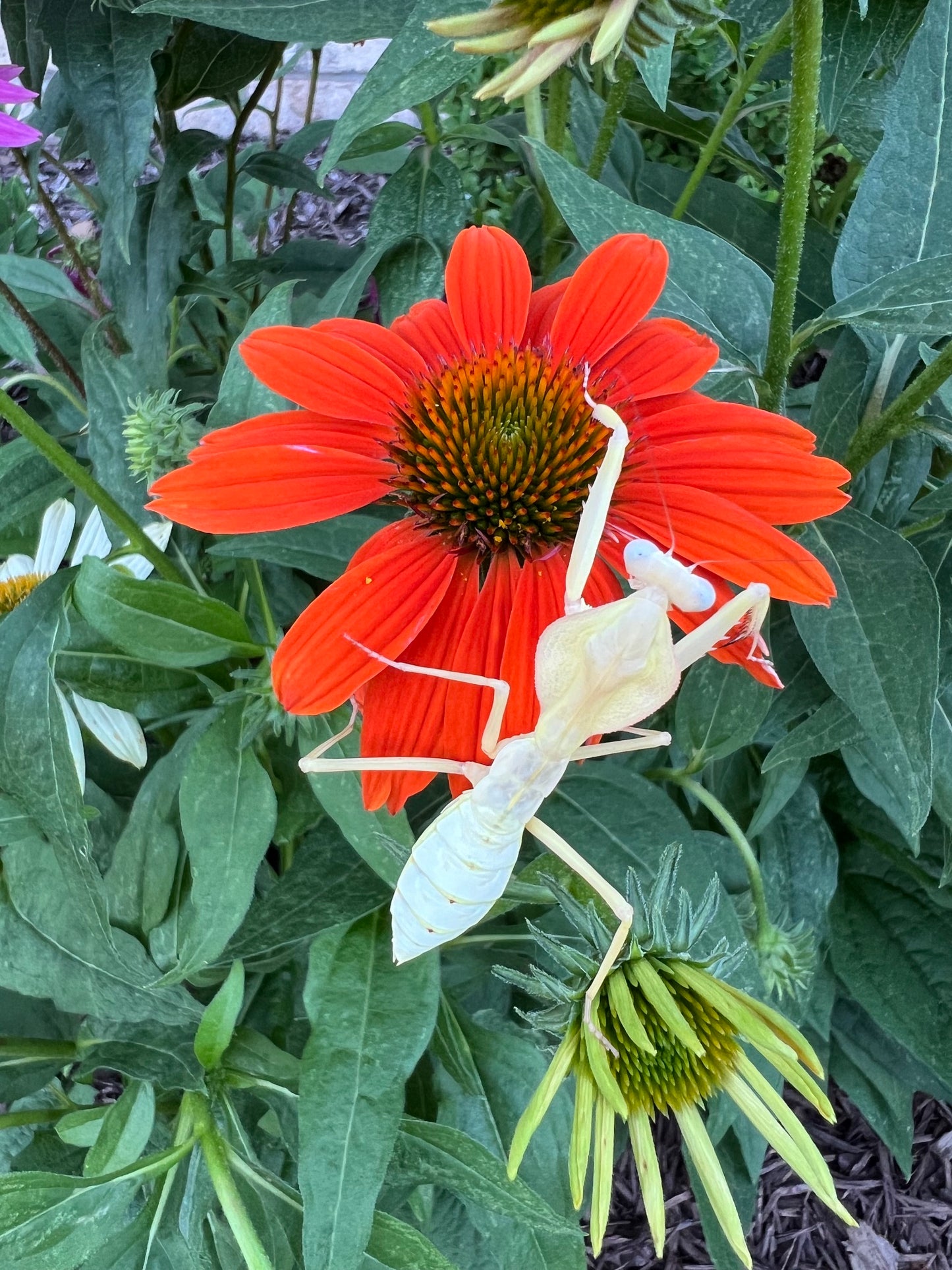 Timor Shield Mantis (Rhombodera kirbyi) i3/i4