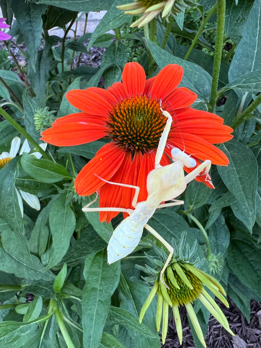 Timor Shield Mantis (Rhombodera kirbyi) i3/i4