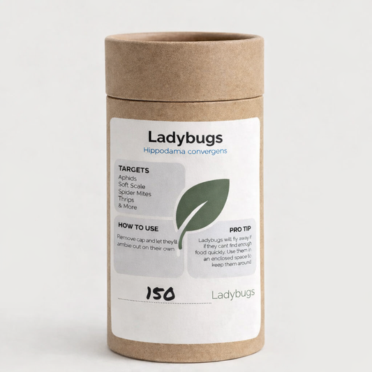 150 Native Ladybugs (Hippodamia convergens)