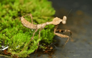 Asian Dead Leaf Mantis (Deroplatys Lobata) i2/i3