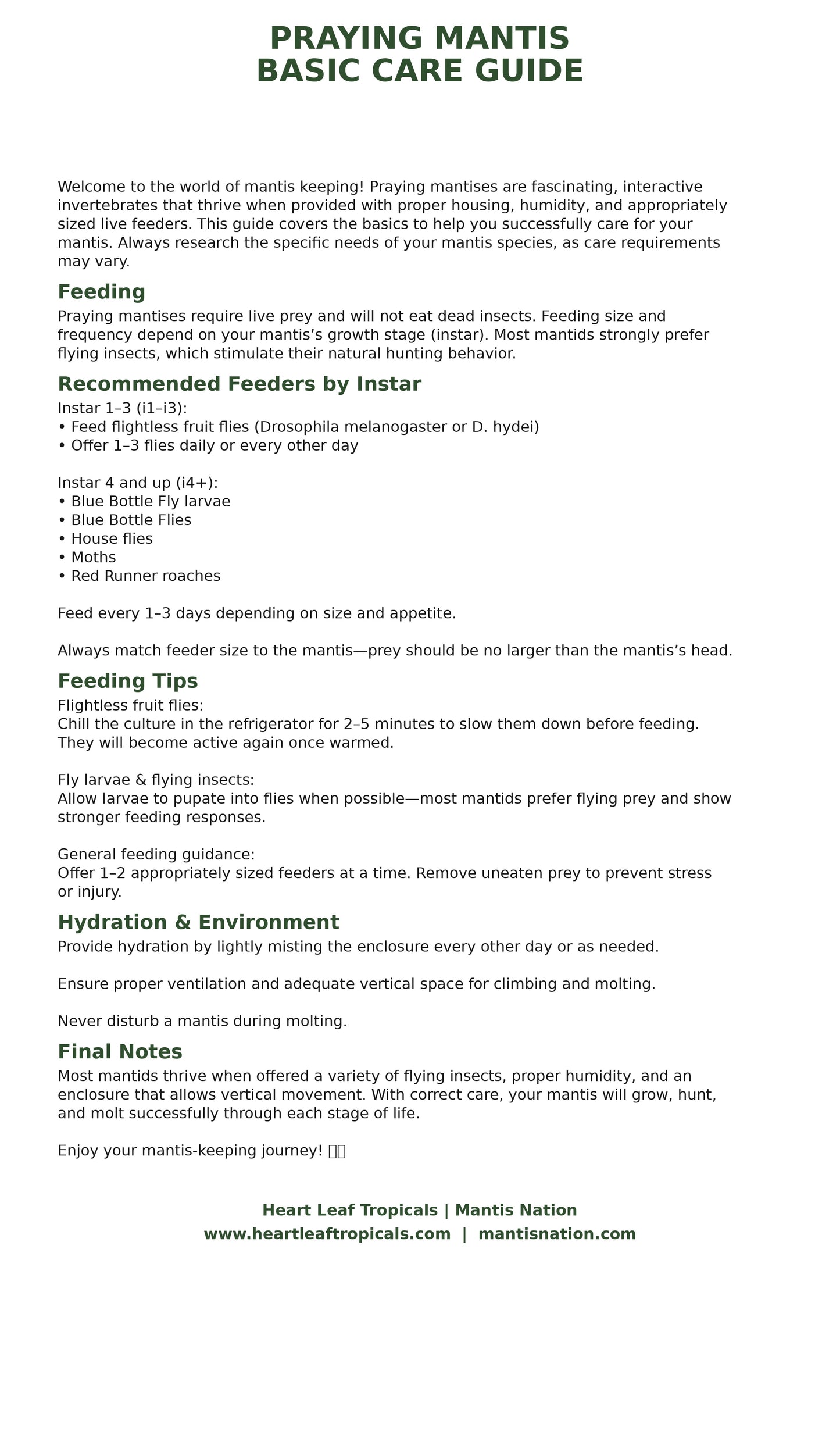 Basic Mantis Care Instructions