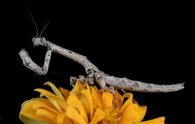 African Twig mantis (Popa Spurca) i2/i3 Nymph