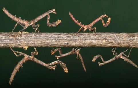 African Twig mantis (Popa Spurca) i2/i3 Nymph