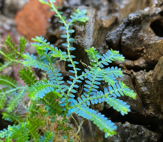 Rainbow Moss Selaginella Rooted Cuttings