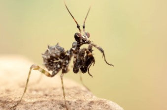 Spiny Flower Mantis (Pseudocreobotra wahlbergi) - i2/i3