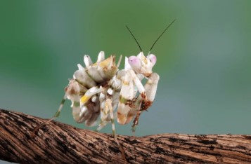 Spiny Flower Mantis (Pseudocreobotra wahlbergi) - i2/i3