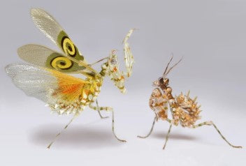 Spiny Flower Mantis (Pseudocreobotra wahlbergi) - i2/i3