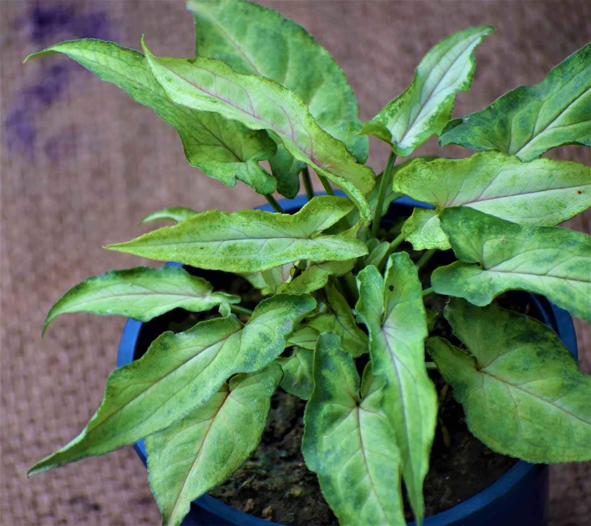 Syngonium Podophyllum Narrow Leaf - Rooted Cutting