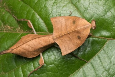 Dead Leaf Mantis (Deroplatys Truncata) i2/i3