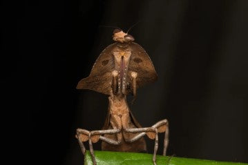 Dead Leaf Mantis (Deroplatys Truncata) i2/i3