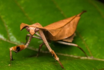 Dead Leaf Mantis (Deroplatys Truncata) i2/i3