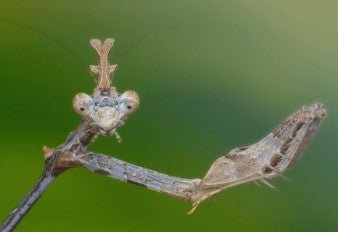 African Cryptic Mantis | Sibylla pretiosa | Heart Leaf Tropicals