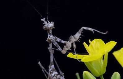 African Cryptic Mantis | Sibylla pretiosa | Heart Leaf Tropicals