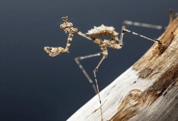 African Cryptic Mantis | Sibylla pretiosa | Heart Leaf Tropicals
