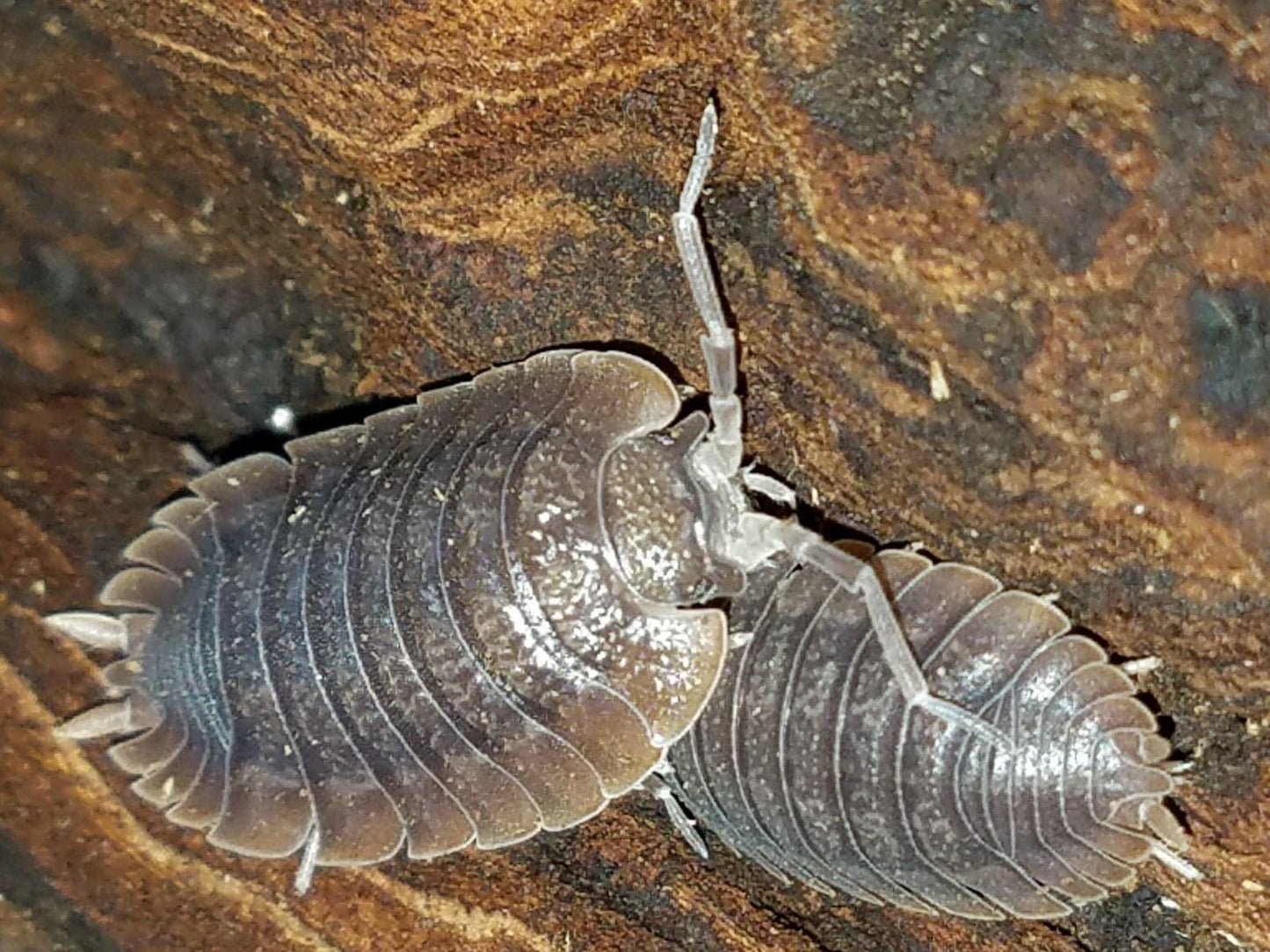 Giant Canyon Isopods (Porcellio dilatatus)