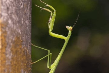 Chinese Praying Mantis (Tenodera sinensis) i2/i3