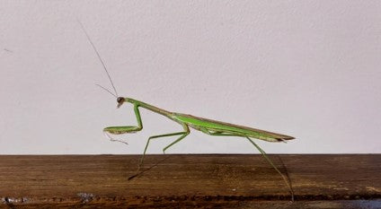 Chinese Praying Mantis (Tenodera sinensis) i2/i3