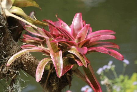 Neoregelia ‘Donger’ – Compact Bromeliad Fresh Cutting
