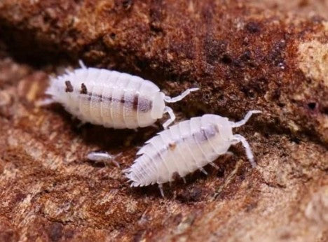 Dwarf White Isopods (Trichorhina tomentosa) 20+ Count