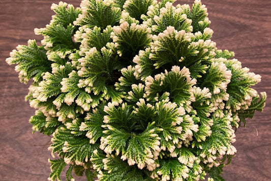 Frosty Fern Selaginella Rooted Cuttings