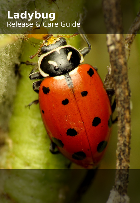 Convergent Lady Beetles (Hippodamia convergens) - Ladybug Release Guide