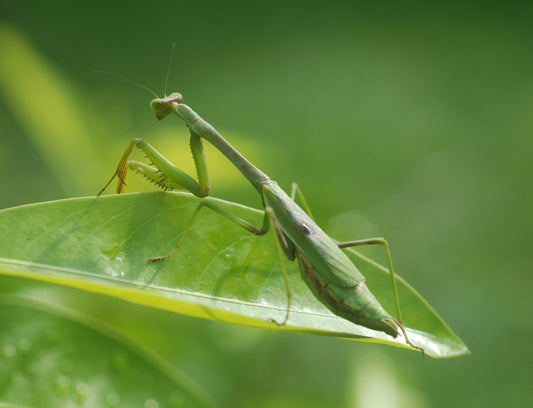 Carolina Mantis Ootheca (Stagmomantis carolina)