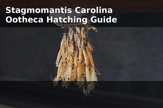Carolina Mantis Ootheca Hatching & Care Guide