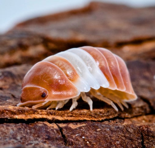 Red Panda Isopods (Cubaris sp. "Red Panda") 15+ Count