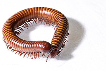 The Desert Millipede (Orthoporus ornatus)